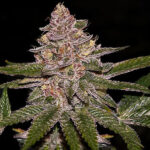 Radical Juice 3 donne Ripper Seeds