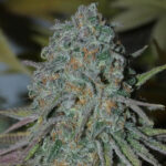 RainBoof Bask Triangle Farms