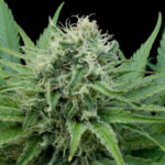 Raw Diesel 5 u G13 Labs