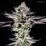 Re-Locoz 5 femmine Phenomenom Genetics