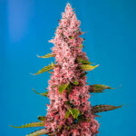 Red Hot Cookies , femmina, sfuso, professionisti Sweet Seeds