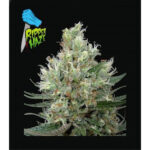 Ripper Haze 3 donne Ripper Seeds