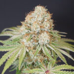 Rocky Melon 6 donne Karma Genetics