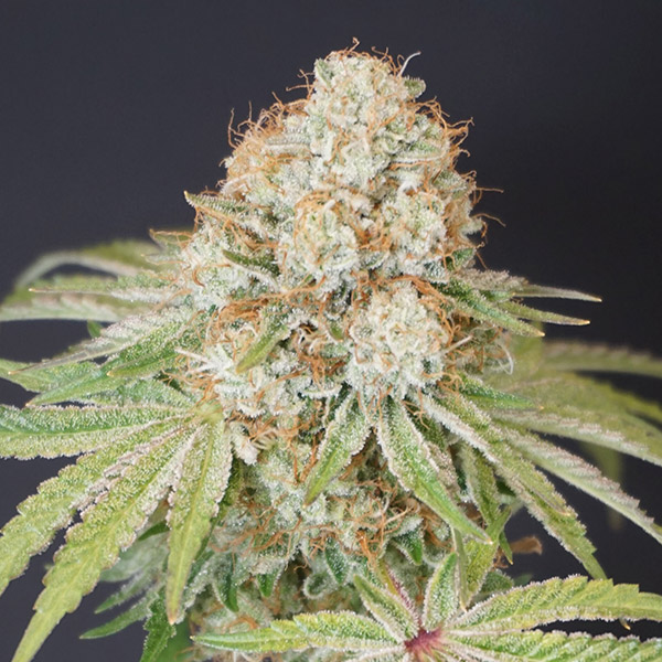 Rocky-Melon-6-u-fem-Karma-Genetics.jpg Rocky Melon 6 donne Karma Genetics - immagine 1