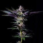 Rotten Rainbow femmina, edizione limitata Gratefull Seeds