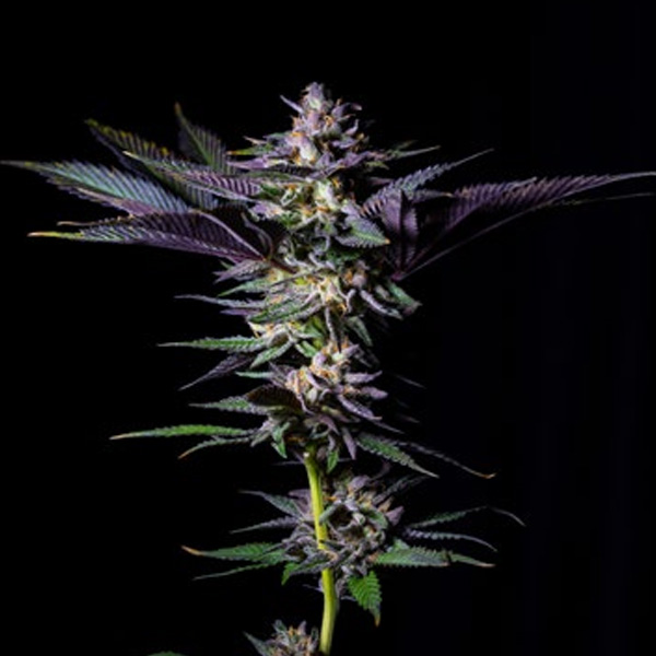Rotten-Rainbow-3-u-fem-Limited-Edition-Gratefull-Seeds.jpg Rotten Rainbow femmina, edizione limitata Gratefull Seeds - immagine 1