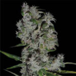 Royal Flush 10 u reg. The Sativaseed Bank