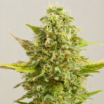 Royal Kush 5 u G13 Labs