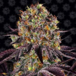 Runtz x Layer Cake donna Barney's