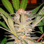 SAD u fem. Sweet Seeds