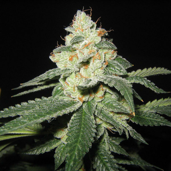 SFV-OG-Kush-6-u-fem-The-Cali-Connection.jpg SFV OG Kush 6 donne The Cali Connection - immagine 1