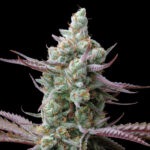 Sagrada Amnesia fem. Seedstockers Superiore