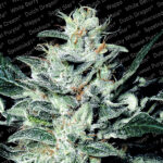 Sensi Star fem. Paradise Seeds