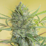 Serious Happiness - 3 u Donna Serious Seeds