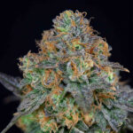 SherbDog fem Edizione limitata Grateful Seeds