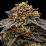 Shimo 3 donne Ripper Seeds