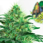 Sideral 3 donne Ripper Seeds