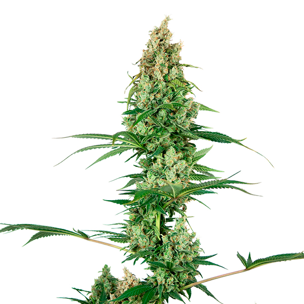 Silver-Fire-1-u-fem-Sensi-Seeds.jpg Silver Fire 1 femmina Sensi Seeds - immagine 1
