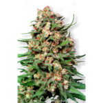 Skunk #1 - 10 u reg. Dutch Passion