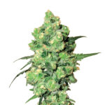 Skunk #1 10 u reg. Nirvana