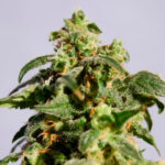 Skunk+ femmina Kannabia Seeds