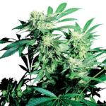 Skunk Kush fem. Sensi seeds