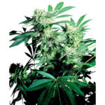 Skunk Kush 10 u reg. Sensi Seeds