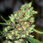 Skunk#1 5 u G13 Labs