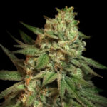 Snoop's Applefrizzle fem Elev8 Seeds