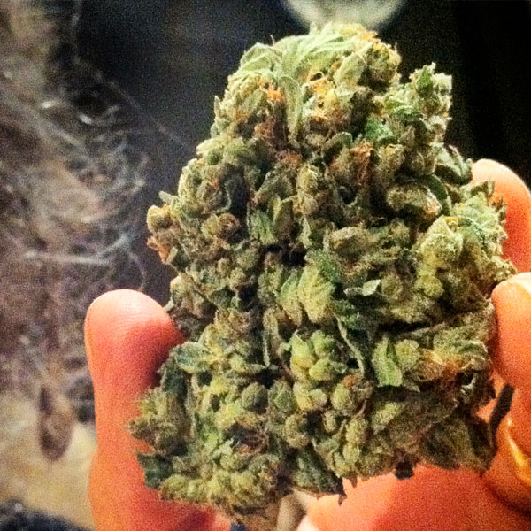 So-G-Kush-3-u-fem-Soma-Seeds.jpg So G Kush fem. Soma Seeds - immagine 1