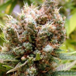 Somalicious 3 femmine Soma Seeds