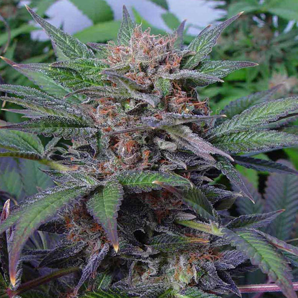 Somango-10-u-fem-Soma-Seeds.jpg Somango 10 donne Soma Seeds - immagine 1