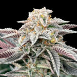 Sour Burger femmina Gratefull Seeds
