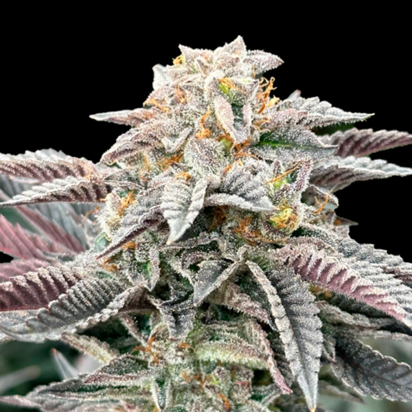 Sour-Burger-3-u-fem-Gratefull-Seeds.jpg Sour Burger femmina Gratefull Seeds - immagine 1