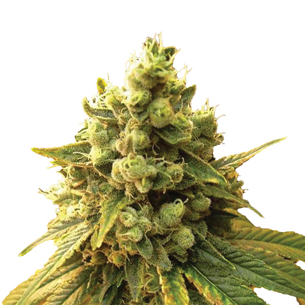 Sour-Diesel-5-u-fem-Nirvana.jpg Sour Diesel 5 donne Nirvana - immagine 1
