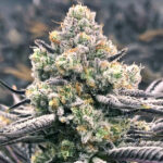 Sour Grape Punch fem Elev8 Seeds