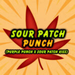 Sour Patch Punch fem Elev8 Seeds