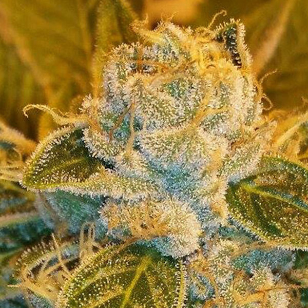 Sour-Ripper-3-u-fem-Ripper-Seeds.jpg Sour Ripper 3 donne Ripper Seeds - immagine 1