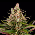 Sour Strawberry 1 u femmina Barney's