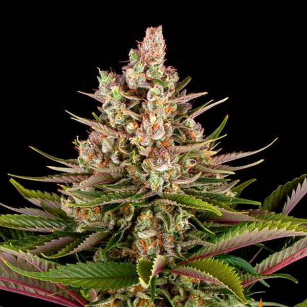 Sour-Strawberry-1-u-fem-Barneys.jpg Sour Strawberry 1 u femmina Barney's - immagine 1