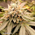 Sour Tropicana Sherbet 5 piante femminili Dutch Passion Edizione limitata