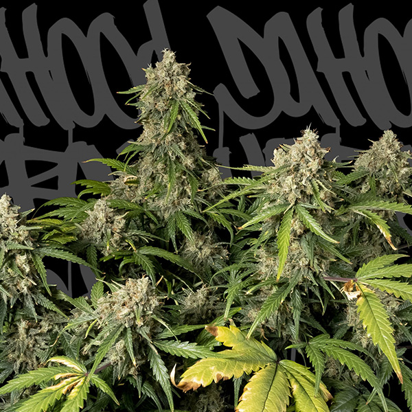 Space-Cookies-1-u-fem-DaHood-Urban-Seeds.jpg Space Cookies fem. DaHood Urban Seeds - immagine 1
