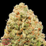 Strawberry Cheesecake 3 donne Heavyweight Seeds