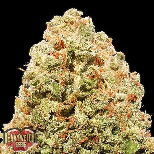 Strawberry-Cheesecake-3-u-fem-Heavyweight-Seeds.jpg Strawberry Cheesecake 3 donne Heavyweight Seeds - immagine 1