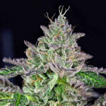 Strawmelon fem. Edizione limitata Grateful Seeds
