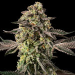 Sugar Rock Silent Seeds x Cookies