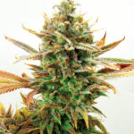 Super Critical Bud CBD 1 femmina Garden of Green Seeds