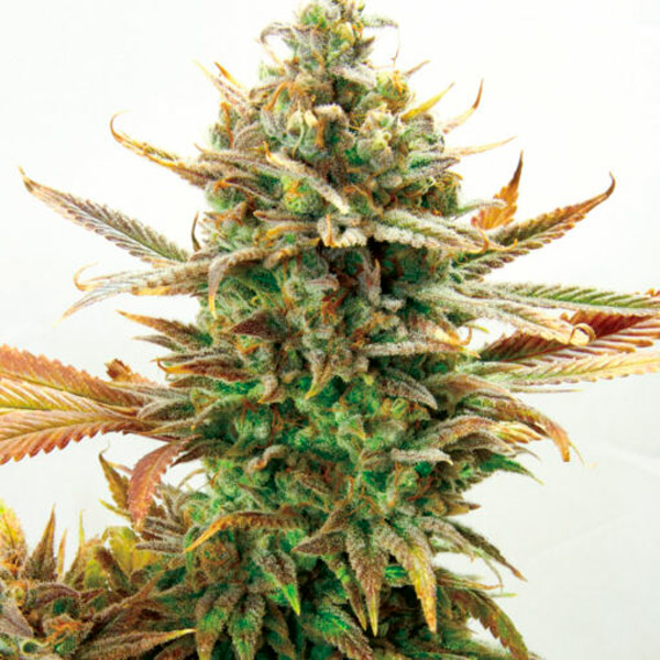 Super-Critical-Bud-CBD-1-u-fem-Garden-of-Green-Seeds.jpg Super Critical Bud CBD 1 femmina Garden of Green Seeds - immagine 1