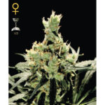 Super Lemon Haze 10 femmine Green House