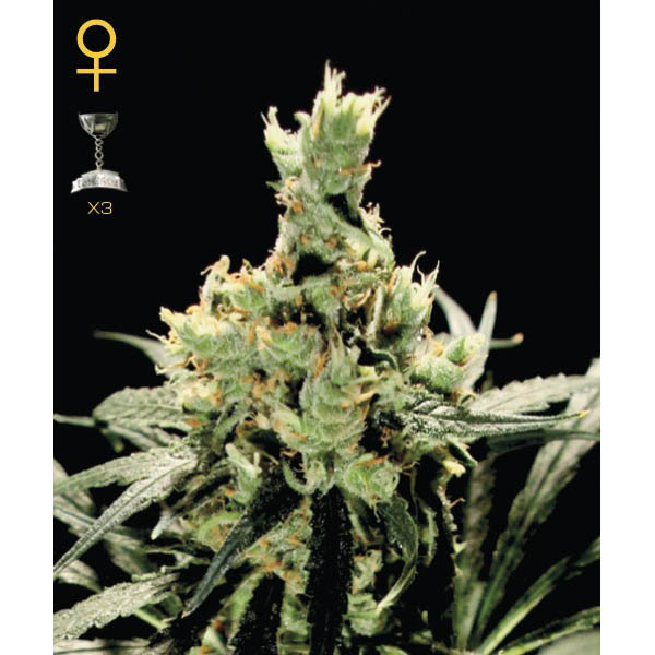 Super-Lemon-Haze-10-u-fem-Green-House.jpg Super Lemon Haze 10 femmine Green House - immagine 1